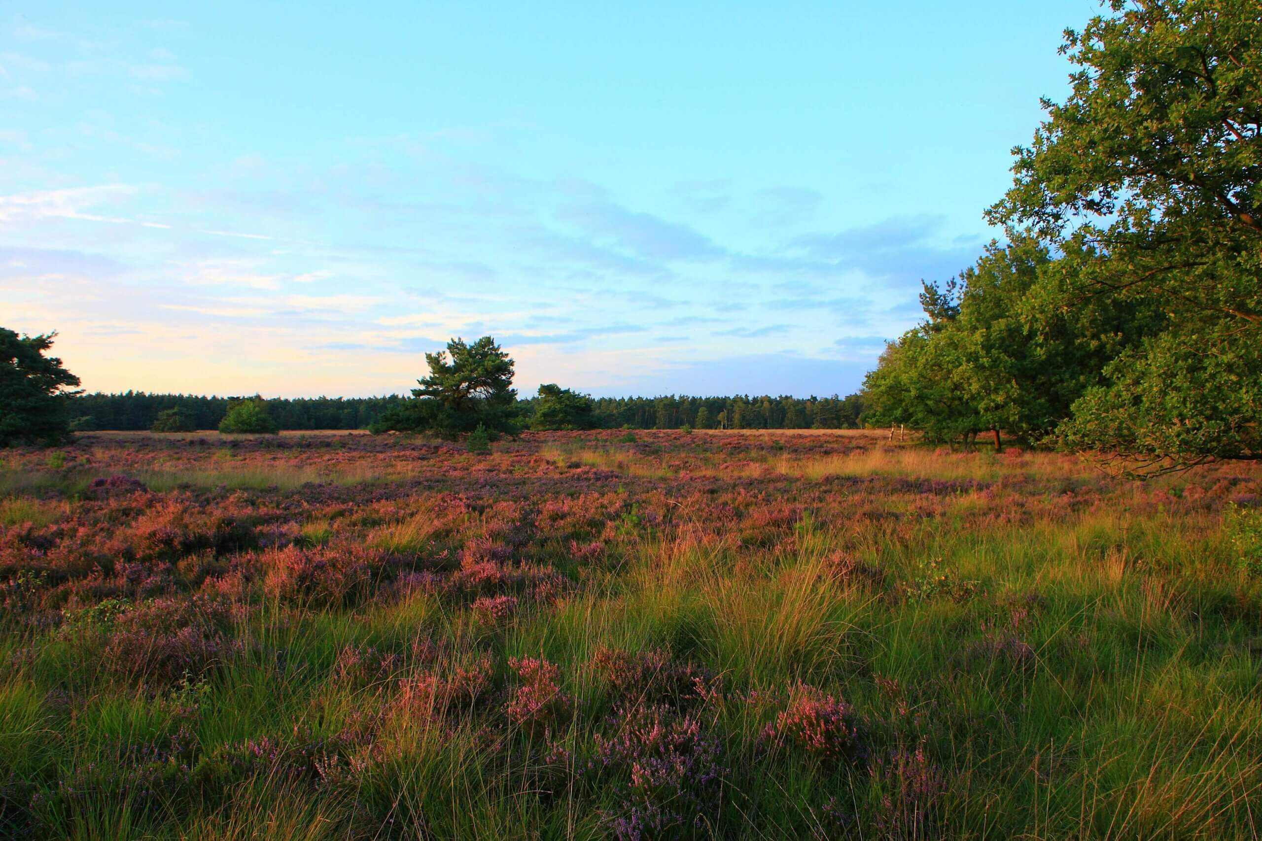 Heide van vierhouten foto