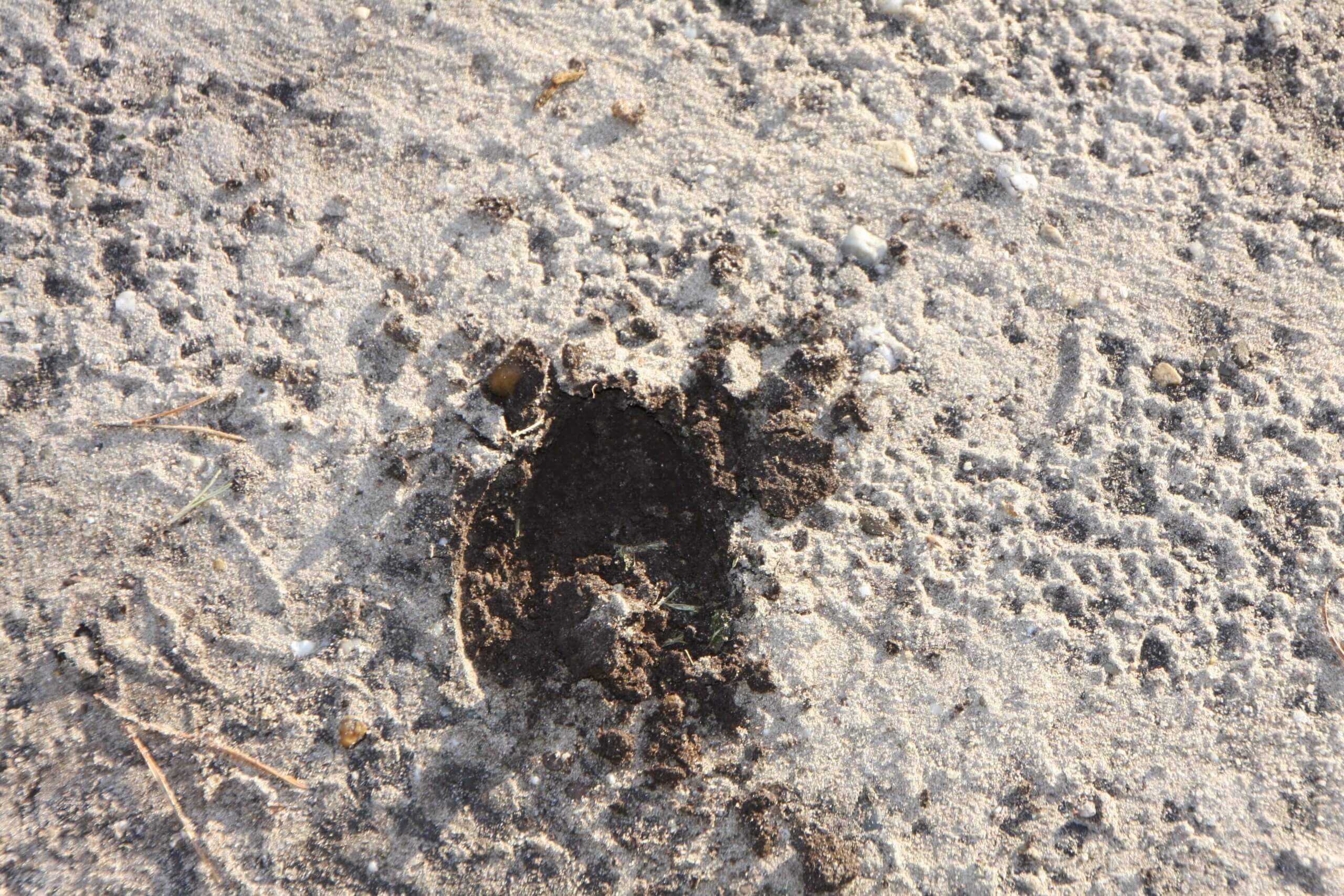 Foto van sporen van een edelhert