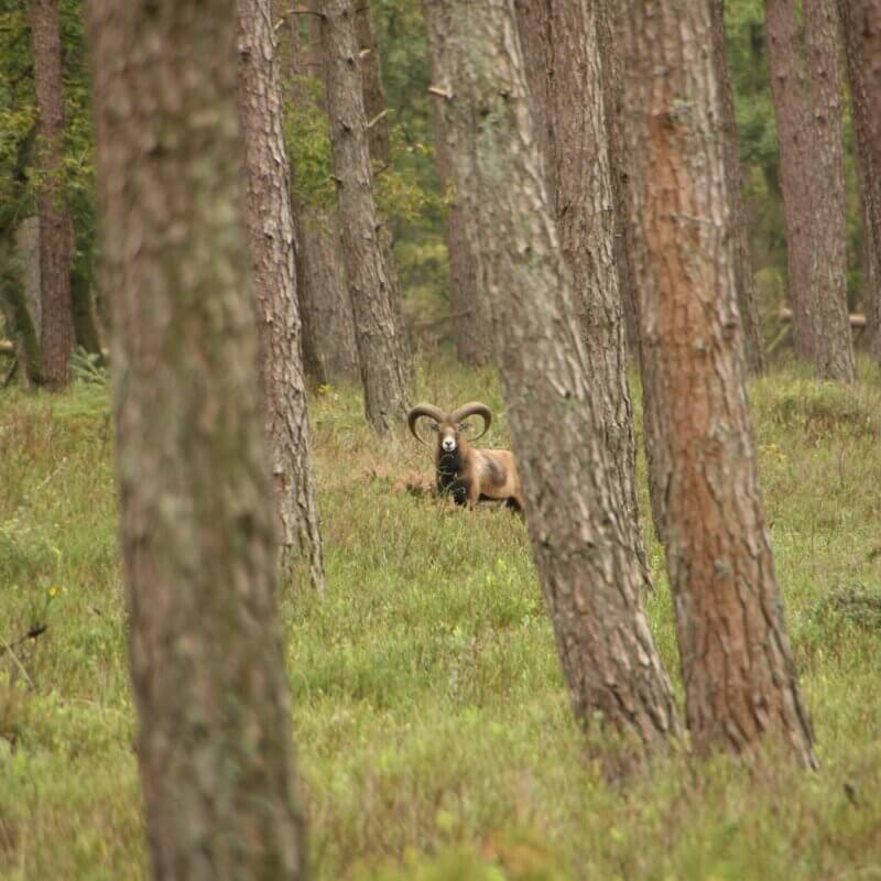 Wild natuurtocht op elektrische fiets