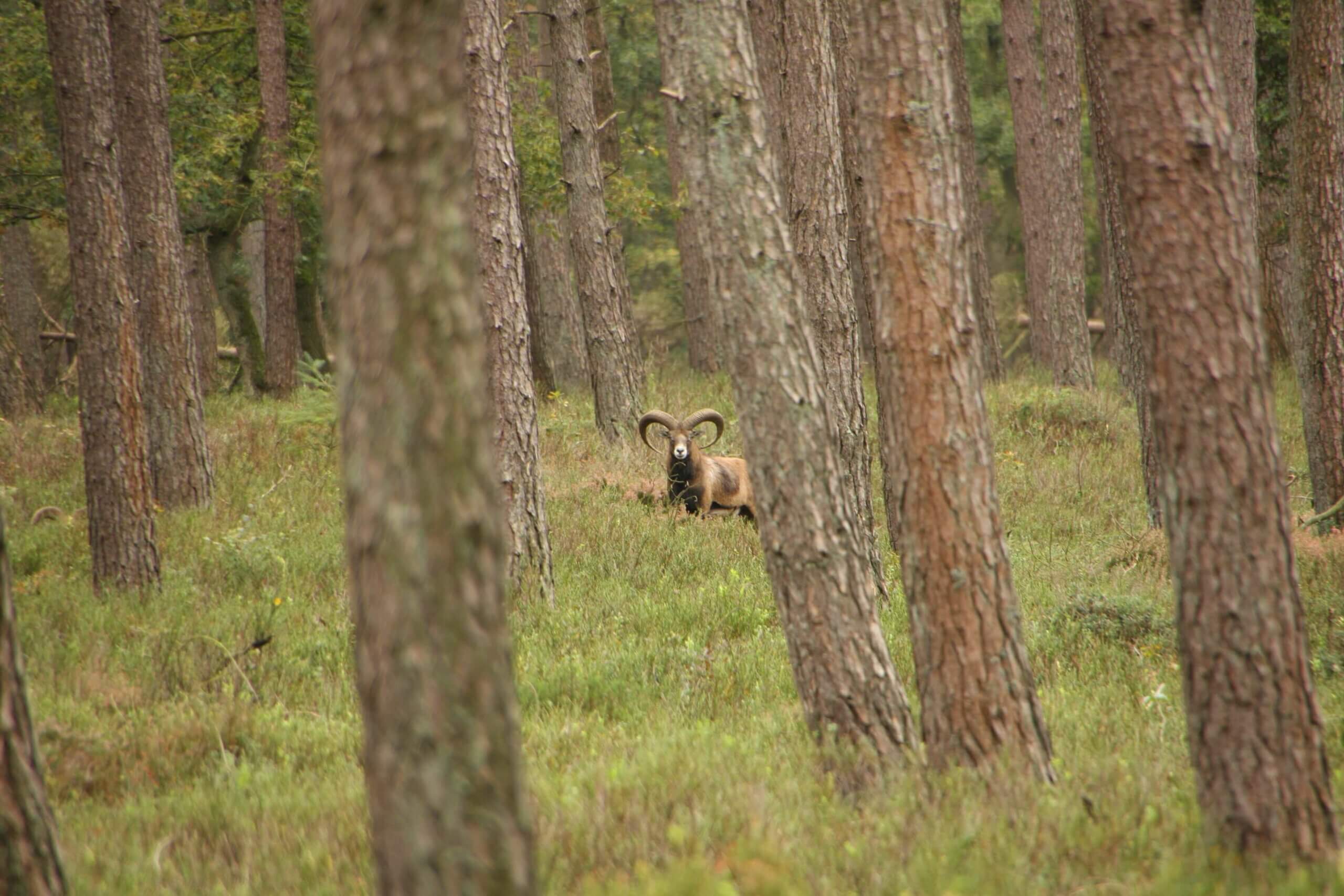 Wild natuurtocht op elektrische fiets