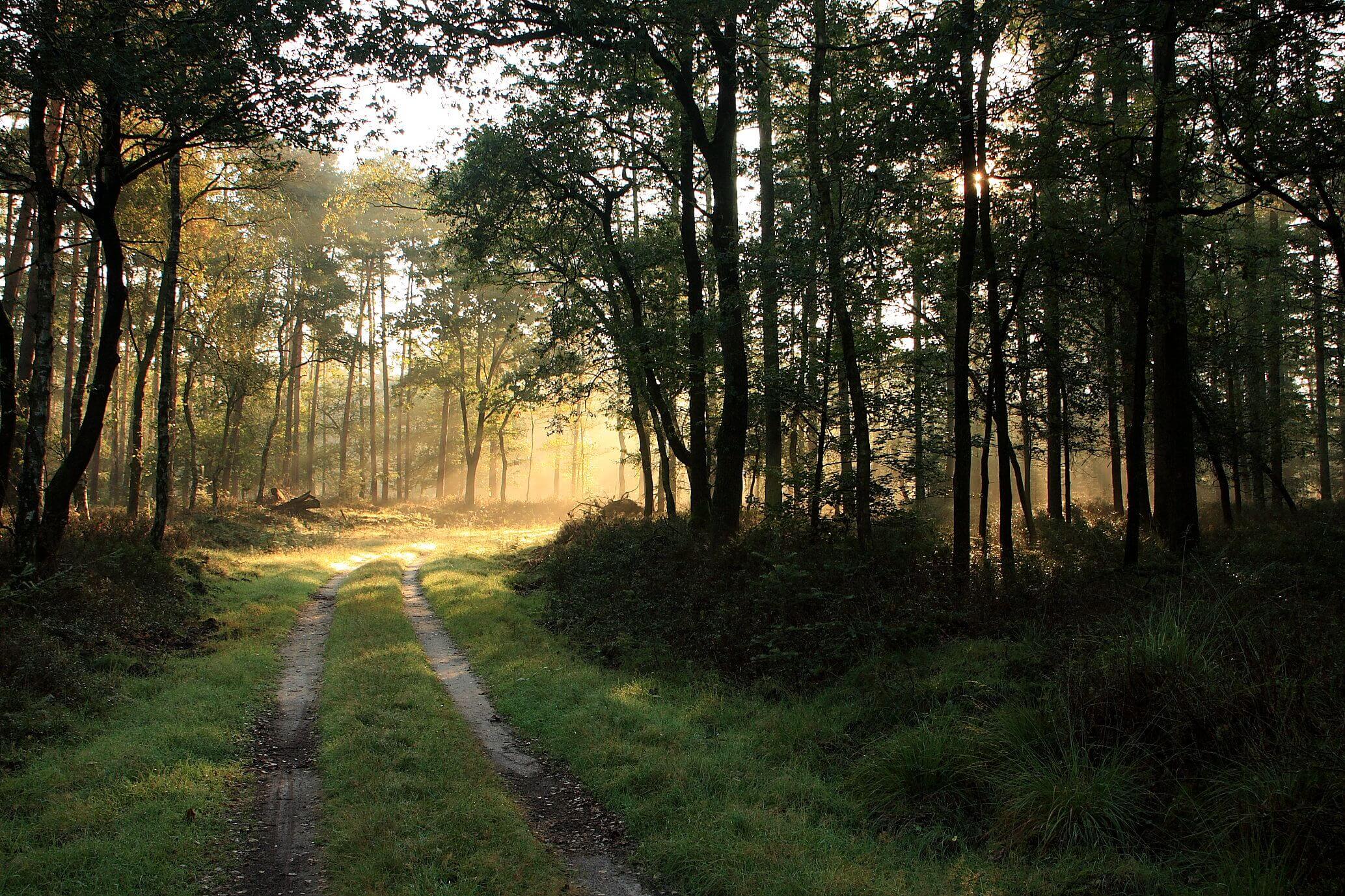 Foto in het bos van bomen met zonlicht