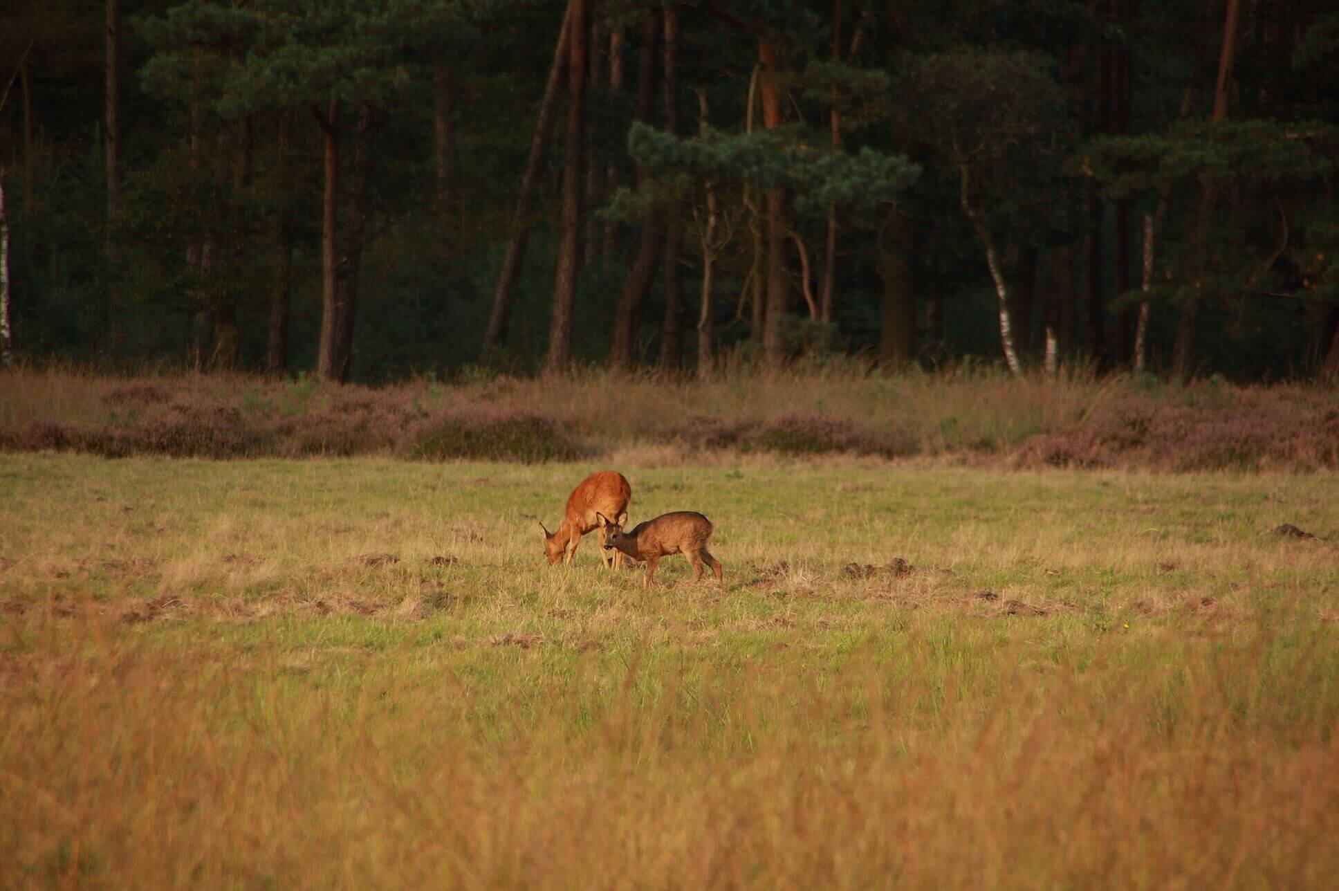 Foto van wildspeuren op de veluwe